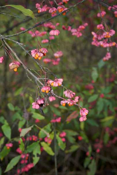 Euonymus europaeus branch with colorful fruits - Photo, Image