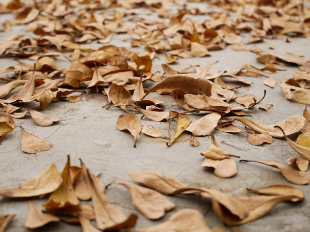 A Heap Of Dried Leaves On The Ground · Free Stock Photo