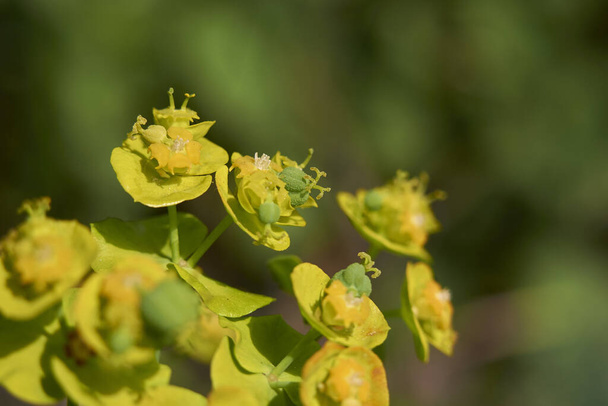 Blick auf Euphorbia cyparissia - Foto, Bild