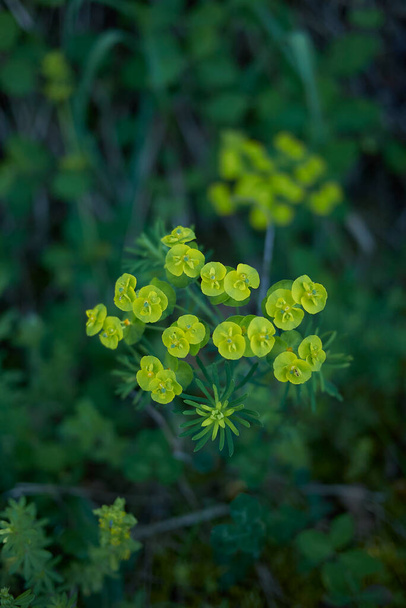 κίτρινη και πράσινη ταξιανθία του φυτού Euphorbia cyparissias - Φωτογραφία, εικόνα