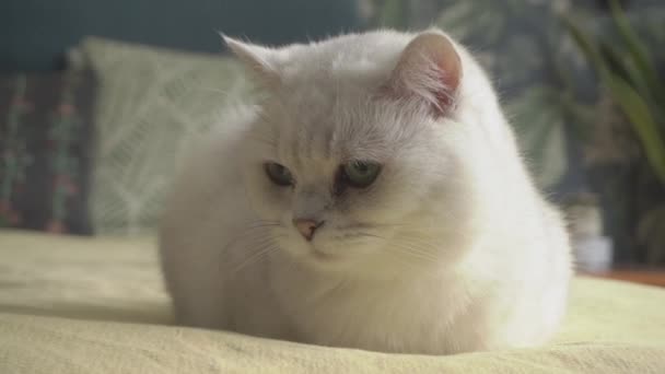  Cat rozgląda się z bliska. Biały kot domowy z zielonymi oczami, szkocki prosto, wygląda. Zwierzęta domowe koty wideo. - Materiał filmowy, wideo