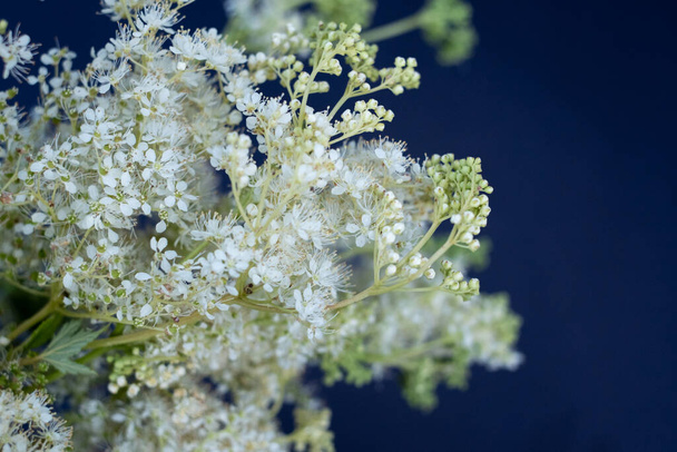 Meadowsweet. Aromatic white flower with sweet taste and flavour. Powerful natural healer in folk medicine. Close-up of creamy white feadowsweet or Filipendula ulmaria  flower on dark background - Photo, Image