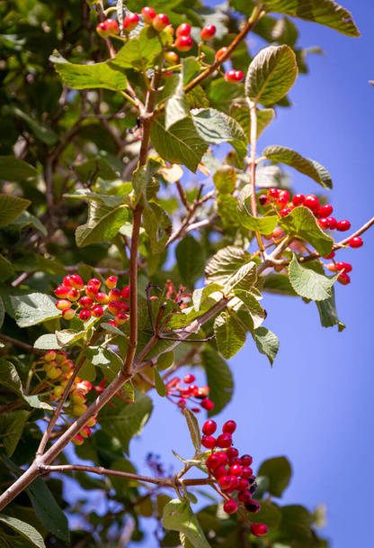 Détail de la branche d'un buisson avec quelques baies rouges par une journée ensoleillée - Photo, image