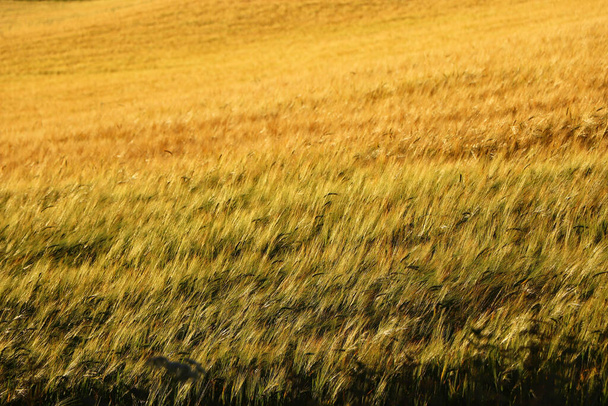Campos de maíz en los terrenos de Restormel Manor - Foto, Imagen