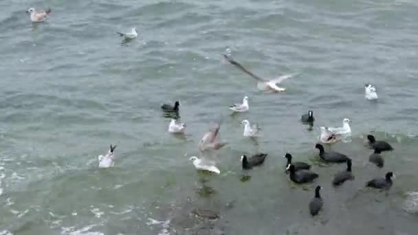 Sirály, fekete kormorán madarak úszkálnak türkizkék tengerben és hullámok borús időben. Sirály repül a hullámok felett, majd fejénél fogva vízbe merül, és vizet fröcsköl.. - Felvétel, videó