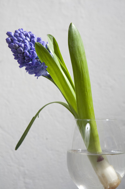 Hyacinth in glasses - Foto, imagen