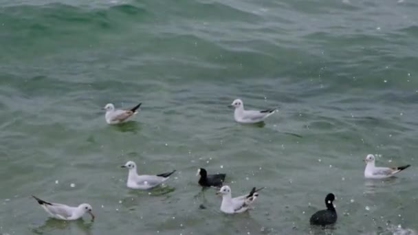 Lassított felvétel. Videó nyílik fröccsenő víz együtt csoportok madarak. Sirályok és fekete kormorán madarak úszkálnak a türkizkék tengerben és hullámok borús időben. - Felvétel, videó