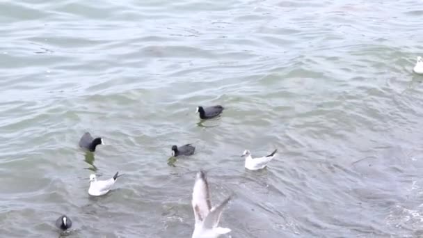 Zpomalené video.Racek, černý kormorán ptáci plavat tyrkysové moře a vlny během zataženého počasí. Racek lítá nad vlnami a pak se potápí do vody u hlavy a cáká vodu. - Záběry, video