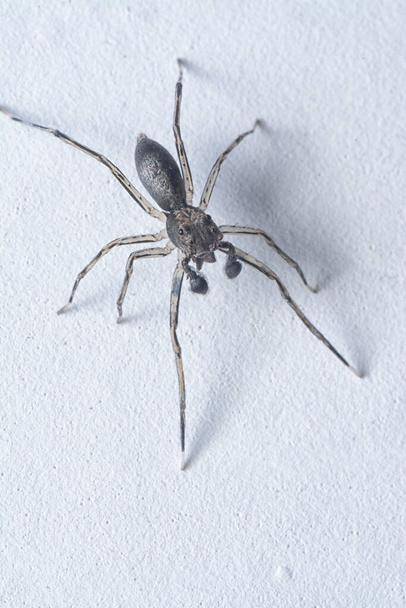 close shot of black Maevia jumping spider - Photo, Image