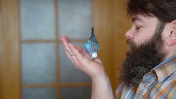 budgerigar plays on the palm of the hosts hand. A bearded man with his pet.  - Footage, Video