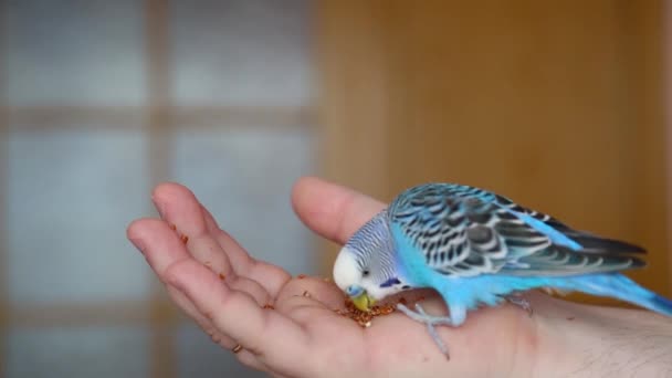 A papagáj a tenyeréből eszi az ételt..  - Felvétel, videó
