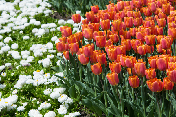 Flower beds with tulips - Valokuva, kuva