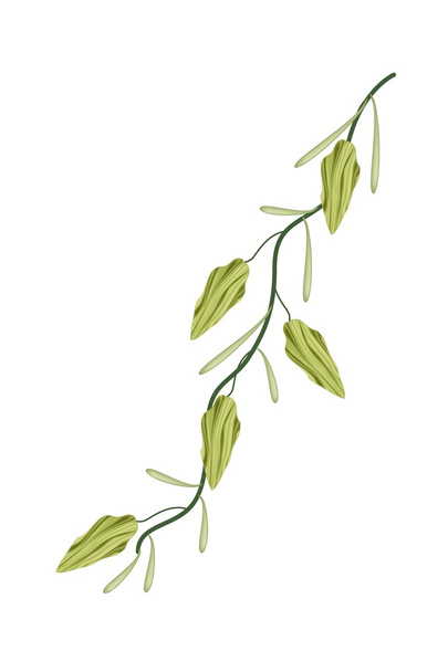 A Fresh Cardamom Plant on White Background - Vector, Image