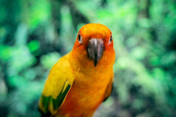 Bird parrot,Beautiful Sun Conure bird, - Photo, Image