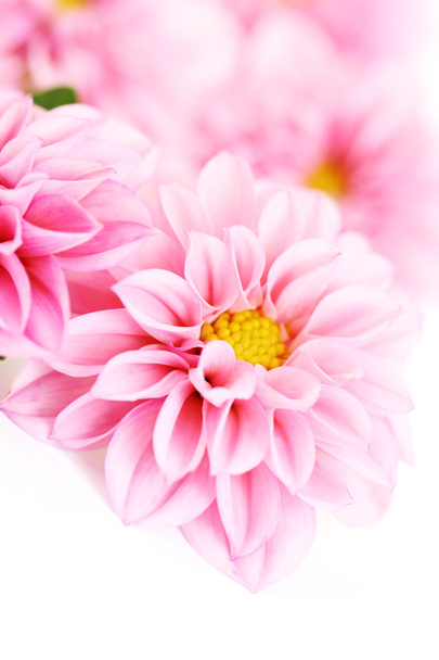 рожевий жоржин
 - Фото, зображення