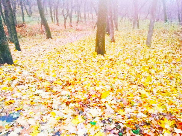 Mgła w jesiennym lesie, naturalne tło  - Zdjęcie, obraz