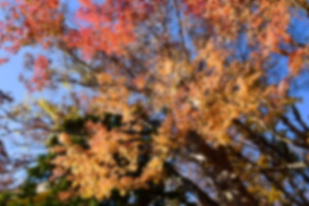 Τα φθινοπωρινά φύλλα στον ήλιο. μοτίβο Πλήρης θολή φόντο. - Φωτογραφία, εικόνα