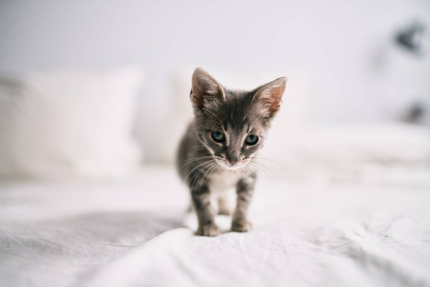 Gyönyörű és aranyos szőrös szürke kiscica macska játszik az ágyon egy napos napon - Fotó, kép