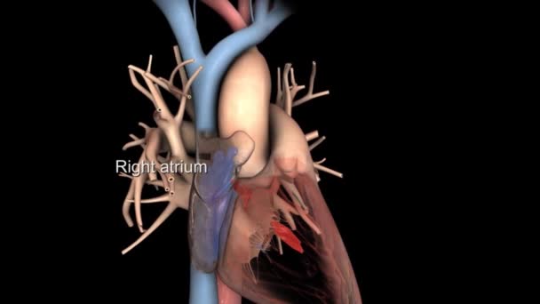 Kardiovaskulární systém a respirační systém - Záběry, video