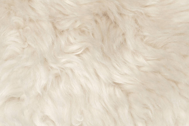Natural animal white wool seamless texture background. light sheep wool. texture of fluffy fur for designers. close-up fragment white beige wool carpet - Photo, Image
