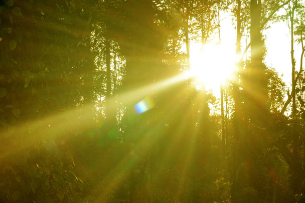 zon schijnt door bomen - Foto, afbeelding