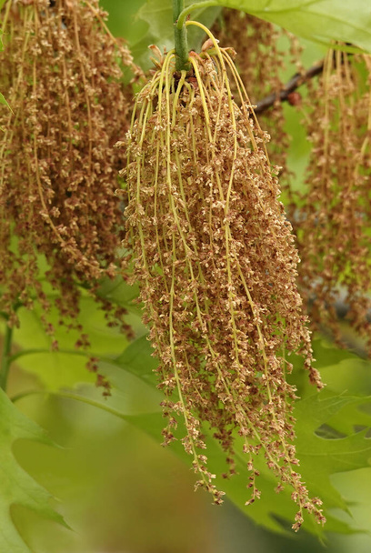 In primavera, le spazzole da seme crescono sui rami di quercia - Foto, immagini