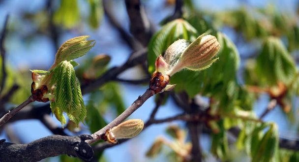 En primavera, las hojas de castaño florecen de los brotes. - Foto, imagen