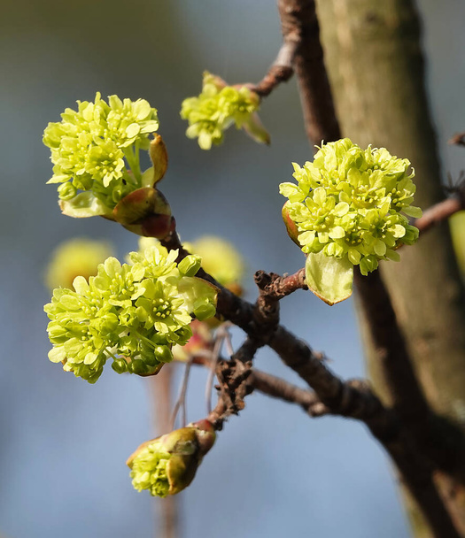 İlkbaharda, meyve ağaçlarındaki çiçekler tomurcuklardan açar.. - Fotoğraf, Görsel
