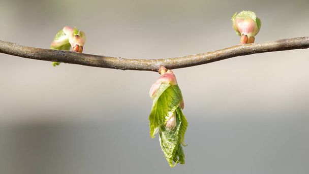 En primavera, los árboles despiertan, los brotes se abren, aparecen semillas y hojas - Foto, imagen