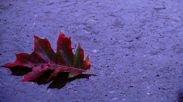 暗い大理石の上の悲しい秋の葉 - 写真・画像