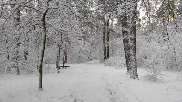 aleja park zimą Ukraina - Zdjęcie, obraz