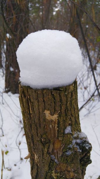 Kikut w zimowym lesie z pokrywą śnieżną - Zdjęcie, obraz