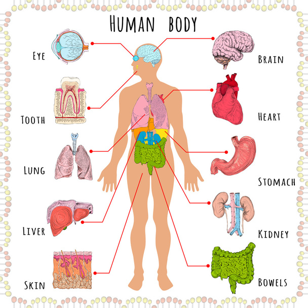 emberi test orvosi demográfiai - Vektor, kép