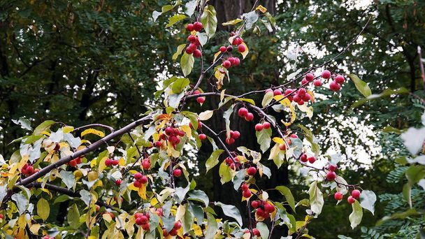 Wiele czerwonych i dojrzałe ranetki gałęzie drzewa rajskie jabłka - Zdjęcie, obraz