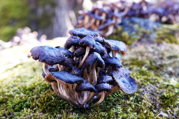 Mushrooms as a family grow on a stump in green moss - Photo, Image
