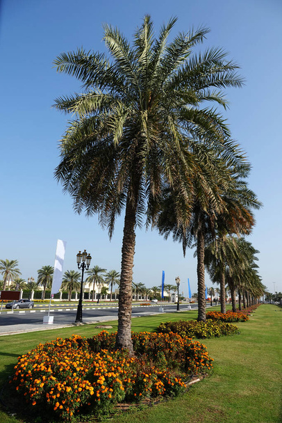 Sharjah, Emirados Árabes Unidos 21 de fevereiro de 2020: ajardinando a cidade com becos de palmeiras ao longo das estradas - Foto, Imagem