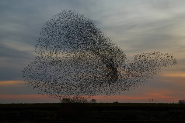Starling morajlás. Napnyugtakor egy nagy seregélynyáj repül, mielőtt belépne a hollandiai kakasültetvényre. Több százezer seregély csinál nagy felhőket, hogy megvédje a ragadozókat. - Fotó, kép