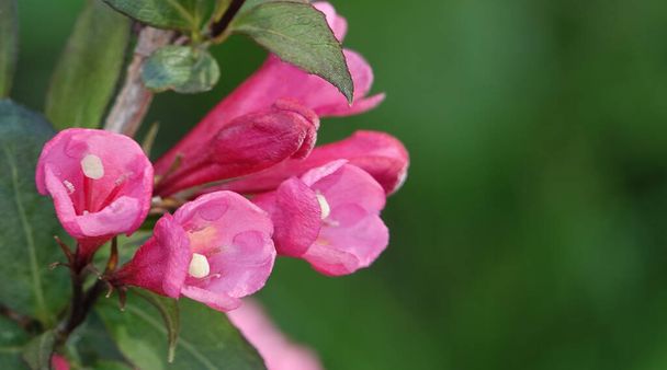 розовые кустарниковые цветы - Фото, изображение