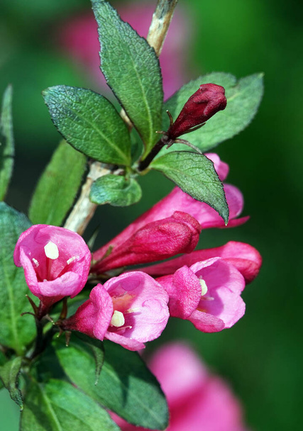 Różowe kwiaty krzewu Weigel - Zdjęcie, obraz
