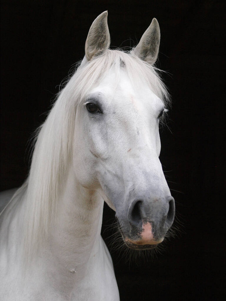 Een headshot van een grijs paard tegen een zwarte achtergrond. - Foto, afbeelding