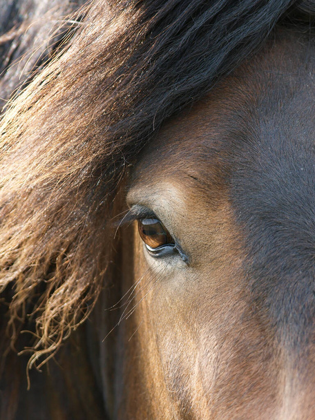 Un primo piano del lato del volto di un pony Exmoor. - Foto, immagini