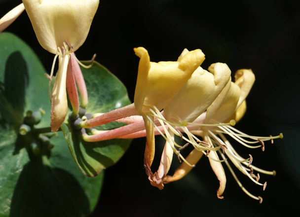 Madressilva Flor, Madressilva Madressilva, Madressilva de cabra, Madressilva perfumada - uma planta de escalada de flores delicadas - Foto, Imagem