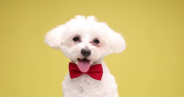 elegáns aranyos bichon kutya visel piros csokornyakkendő, felnéz, lihegve és kilóg a nyelv, rázza a fejét, és sétál a sárga háttér stúdió - Felvétel, videó