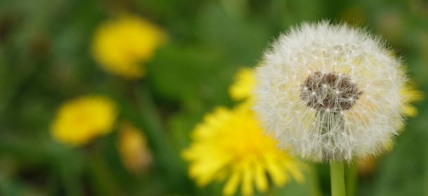 Dandelions flowers with white light seeds - Photo, Image