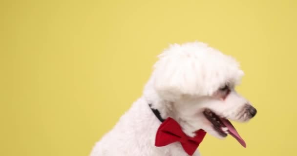 bolyhos fehér bichon kiskutya felnéz, kidugja a nyelvét és liheg, piros csokornyakkendőt visel, és úriember sárga háttérrel stúdió - Felvétel, videó