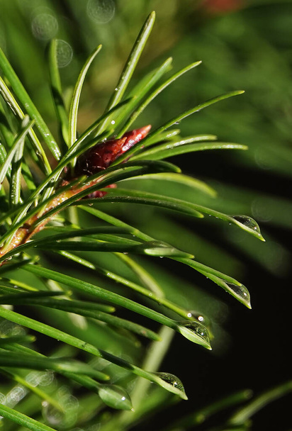 Ramo di conifere con gocce di ross - primo piano - Foto, immagini