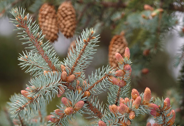 Árvores coníferas com cones na forma de uma grande e bela flor - Foto, Imagem