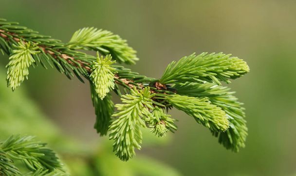 Nadelbaumzweig mit jungen Trieben grüner Nadeln - Foto, Bild