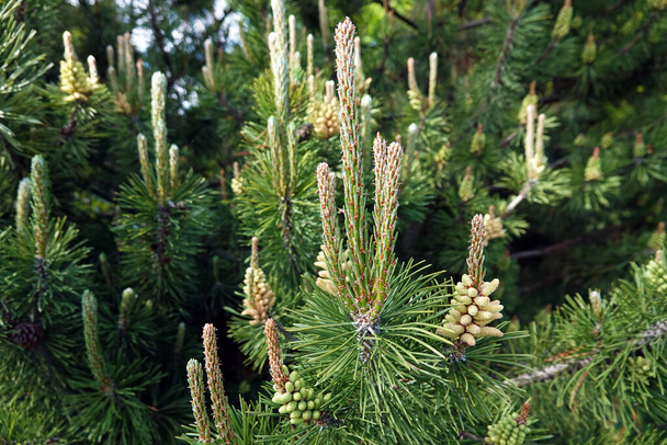 Coniferous trees with cones in the form of a large beautiful flower - Photo, Image