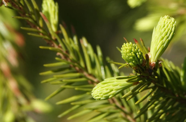 Naaldboom tak met jonge scheuten van groene naalden - Foto, afbeelding